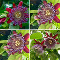 2 Abundant Bloom Deep Red Passion Flower Plants Live, Passiflora Live Plant for Trailing, Climbing Trellis Outdoor, 5-9" in Tall, Perennial, Fragrant