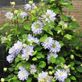 White Blue Clematis Vine Plant Live for Planting, Clematis Plant Live in 2.5 Inches Pot, Clematis Flowers Perennial