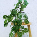 2 Monstera Plants Live Indoors, Swiss Cheese Plants Live for Gardening, Between 5 Inc and 7 Inc in Height, Live Monstera Plant