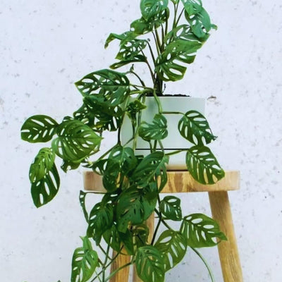 2 Monstera Plants Live Indoors, Swiss Cheese Plants Live for Gardening, Between 5 Inc and 7 Inc in Height, Live Monstera Plant