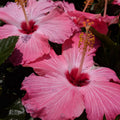 Hardy Hibiscus Plants Live Well-Rooted, Pink Flowers Hibiscus Tree Live Plant for Outdoor Full Sun Spring Planting, 5-9" in Tall, Perennial Growing