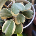 Yellow Hoya Kerrii Heart Plant Live, Hoya Plant, Hoya Kerrii Plant Live 2 Inches Pot for Planting