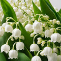 Set 5 Lily of The Valley Bare Roots, Fragrant Spring Flowers for Garden, Patio, and Containers