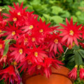 Red Easter Cactus Live Plant, Hardy Perennial Easter Cactus, Vibrant Pink Blooming Spring Cactus, Indoor Houseplant, Flowering Holiday Cactus, 4–6 Inch Tall