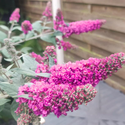 Potted Butterfly Bush Live Plant, 5-9" in Tall, Cold Hardy, Spring Outdoor PlantingBlooms Summer to Fall, Dormant in Winter (Deep Pink Buddleia Plant)