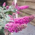 Pink Butterfly Bush Live Shrub Plant Shrub, Buddleia Bush Well Rooted, 5 to 10 Inc Tall