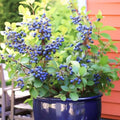 Early Ripening Blueberry Plant Live for Planting, Blueberry Bushes for Planting, 4"-7" Cold Hardy Blueberries Southern Highbush