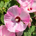 Luna Pink Swirl Hibiscus Plants Live 5-9" in Tall, Hardy Hibiscus Tree Live Plant Year-Round Blooming, No Pot, Outdoor Perennial Planting