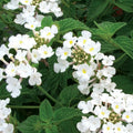 2 Lantana Plants Live, Lantana Live Plants for Planting Outdoors, Perennial Plants, Well Rooted, White Lantana