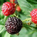 Raspberry Plant Live for Planting 6 to 12 Inch Height, Raspberry Bush Live Plant to Grow, Sweet Raspberries Seedling Outdoor (Black Raspberry)