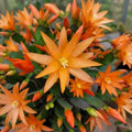 Orange Easter Cactus Live Plant, Hardy Perennial Easter Cactus, Vibrant Blooming Spring Cactus, Indoor Houseplant, Flowering Holiday Cactus, 4–6 Inch Tall