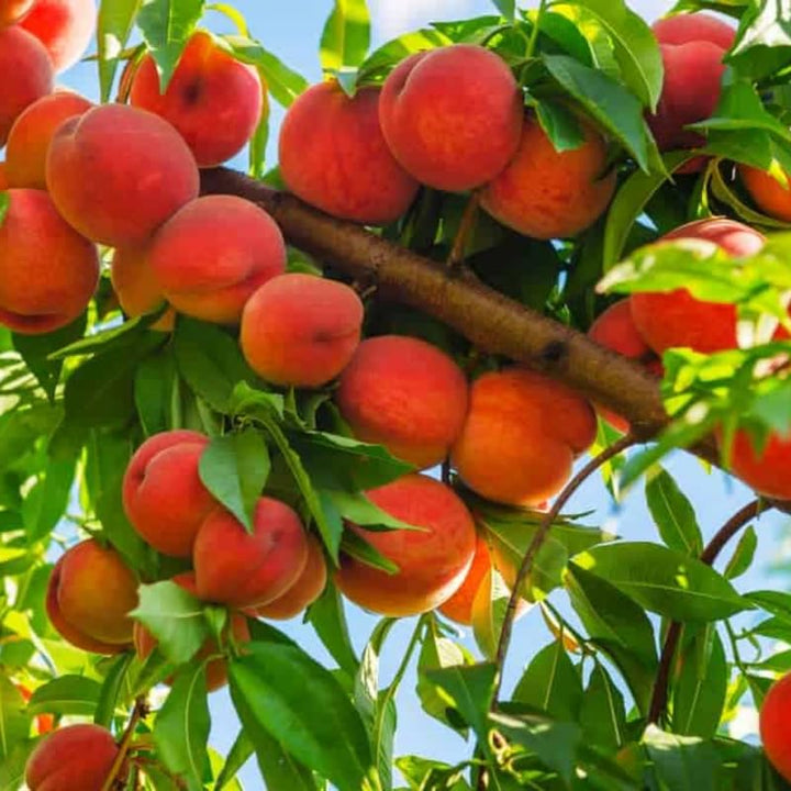 Sweet Red Peach Tree Seedling Live Plant, 6 to 12 Inches in Tall for Growing, Peachs Fruit Trees Cold Hardy, Plant Outdoor, No CA