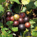 Grape Vine Live Plant to Grow 1-2 Year Old, Sweet Grape Plant Live for Growing, Grape Fruit Well Rooted Plant Bareroot (Black Muscadine Grape)