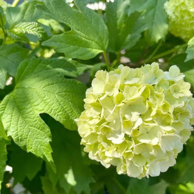 White Viburnum Tree Live Plant Shrub in Pot, 8 Months Old Bush Ready to Grow Ready to Grow Outdoor Fragrant, 6-12"