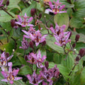 Pink Toad Lily Live Plant in 2.5 Inch Pot for Planting Indoor Outdoor