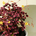 2 Oxalis Triangularis Live Plants, Plum Shamrock Plants Live, Oxalis Plants for Planting