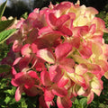 Hydrangea Live Plant in 2.5 Inc Pot, Hydrangea Tree Shrub Bush Perennial Outdoor Planting, Change Color Each Season (Ruby Red Pink)