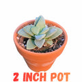 Crassula Springtime Live Planting Indoor, Rare Succulent Plant Fully Rooted in 2 Inc Pot