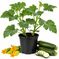 2PPP Green Zucchini Live Plants, 4-6" Tall in 4" Pot, Vegetable Plant