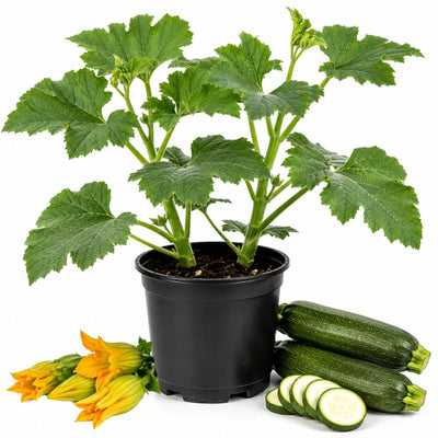 2PPP Green Zucchini Live Plants, 4-6" Tall in 4" Pot, Vegetable Plant