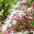 Pink American Jasmine Flower Plant Live, 5–10 Inches Tall, Fragrant Fast-Growing Blooming Jasmine Live Plant in 4 Inch Pot for Outdoor Growing