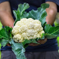 Set 2 of Cauliflower Plants Live Vegetable Plants, 2 Plants per Pot, Cauliflower Live Plants Gardening