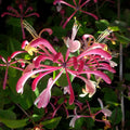 Honeysuckle Live Plant, Perennial Honeysuckle Live in 2.5 Inch Pot, Lonicera Fragrant Honeysuckle Vine Plant Bushes Outdoor Garden