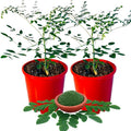 2 Live Moringa Oleifera Plants Trees in 4" Pot, Malunggay Drumstick Size 6-9" Inches in Tall, Dormant in Winter