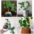 2.5"-3" Cephalantha Stephania Plant Medium Caudex, Medium Succulent with No Hair Roots, Already Sprouts, Rare Caudex for Indoor Outdoor, Cold Hardy