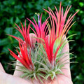 9 Red Tillandsia Air Plants Live House Plant, 9 Plants, Air Plants for Garden, Tillandsia Plants Live, Sucullent Plants Live