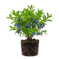 Honeyberry Plant, Honey Berry Plants, Haskap Berry Plant, 4-8 Inc Tall, Sweet Berries for Backyard and Outdoor Garden