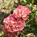 Salmon Geranium Plant in 4 Inch Pot, Flowering Geranium Starter Plant, Outdoor Patio, Balcony or Garden Container Plant