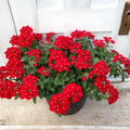 Pack 3 Red Verbena Plants Live Perennial Ground Cover, No Pot, 1-3" in Tall, Can Grow As Trailing Bushes, Spring Flowers