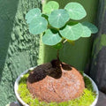 2.5"-3" Cephalantha Stephania Plant Medium Caudex, Medium Succulent with No Hair Roots, Already Sprouts, Rare Caudex for Indoor Outdoor, Cold Hardy