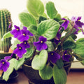 Purple African Violet Plant Live, Purple Violet Flower, 3-5 Inches Tall