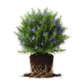 3 Rosemary Plants Live, Herb Plants, 4 to 7 Inches Tall, Rosemary Starter Plants