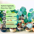Stephania Cephalantha Plant Medium Caudeux 3-3.5 Inch Wide, No Hair Roots Rare Succulents, Cold Hardy Indoor Houseplant