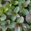Pack 3 Chocolate Mint Plants, 4-6" Mint Herb Plants, Fragrant Herbs Starter Plant, Herb Plant in Soil, Easy to Grow