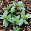 Set 4 Chocolate Mint Plants, 4 to 7 Inch Tall Starter Plant, Without Pot, Chocolate Mint Fresh Herb Plant for Patio and Garden, Culinary Herbs Fragrant Leaves