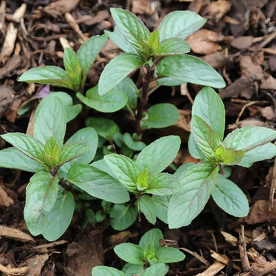 Set 4 Chocolate Mint Plants, 4 to 7 Inch Tall Starter Plant, Without Pot, Chocolate Mint Fresh Herb Plant for Patio and Garden, Culinary Herbs Fragrant Leaves