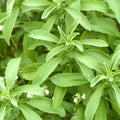 2 Stevia Plants Live Outdoor Indoor, in 4" Pots, Perennial Stevia Herb for Garden Home, 4-6 Inch Tall