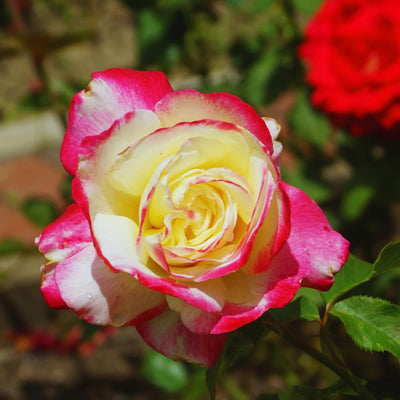 Climbing Roses Live Plant, Climbing Rose Plant Live, 5 to 7'' Tall, Fragrant Flower Bush Plants for Gardening, Double Delight Rose