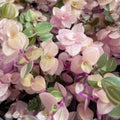 Callisia Repens Plant, Green Pink Turtle Vine Plant, Callisia Repens Indoor House Plant, Callisia Repens Succulent Plant 4 Inch Pot