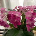 Cherry Ice Streptocarpus Plant Live, Ladyslipper Primrose Flowering Houseplant in 3.25 Inch Pot, Indoor Blooming Plants for Planting, 4-8 Inches