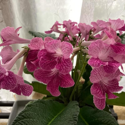 Cherry Ice Streptocarpus Plant Live, Ladyslipper Primrose Flowering Houseplant in 3.25 Inch Pot, Indoor Blooming Plants for Planting, 4-8 Inches