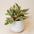 Rare Peperomia Rainbow Plant, Peperomia Tree, 4'' Tall, House Plant for Living Room, Desk
