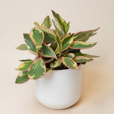 Rare Peperomia Rainbow Plant, Peperomia Tree, 4'' Tall, House Plant for Living Room, Desk