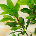 Bay Leaf Plant Live, Bay Laurel Tree Live Plants, 1 Year Old, 4" Pot, Sweet Bay Laurus Nobilis Live Plant for Planting Indoor Outdoor Garden