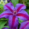 Clematis Vine Plant Live for Planting, Clematis Plants Live, 4 to 6 Inch Tall, 2.5 Inc Pot Well Rooted, Clematis Seeds Perennial, Stripe Purple