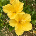 2 Yellow Hibiscus Plants, 3-5 Inch Tall Starter Plants - Live Hibiscus Flower Plants for Outdoor Garden, Patio, and Container Growing